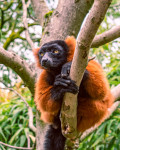 brown and black animal on tree branch during daytime
