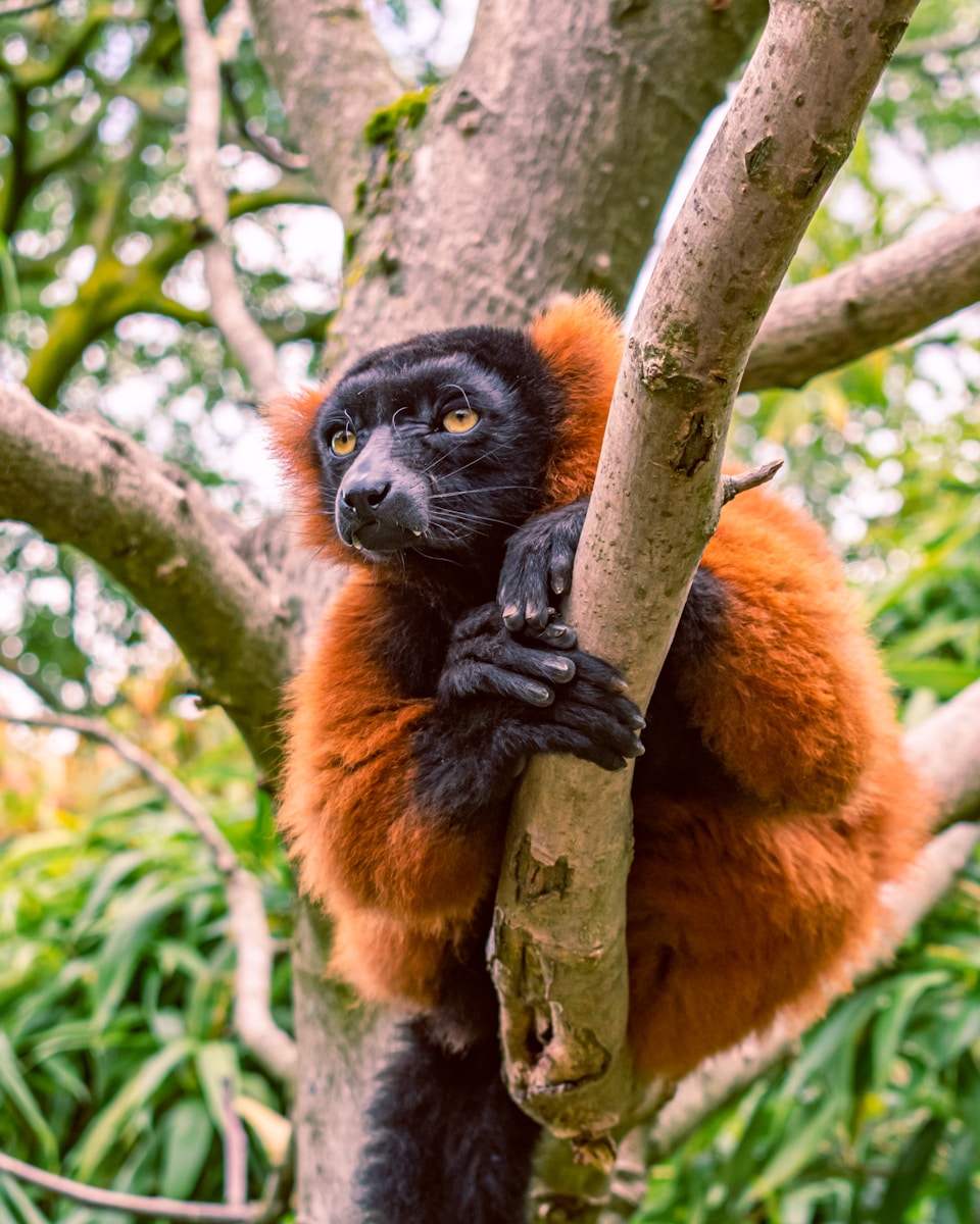 Adventure in Madagascar (Series)