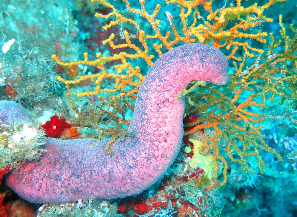 sea cucumber, cucumber, sea, fish, ocean, reef, coral