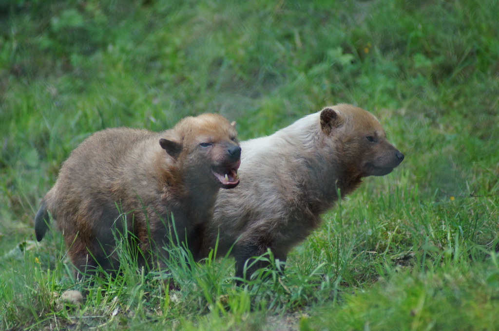 ആമസോൺ വനാന്തരങ്ങളിലെ നിഗൂഢ വേട്ടക്കാർ: ബുഷ് ഡോഗുകൾ